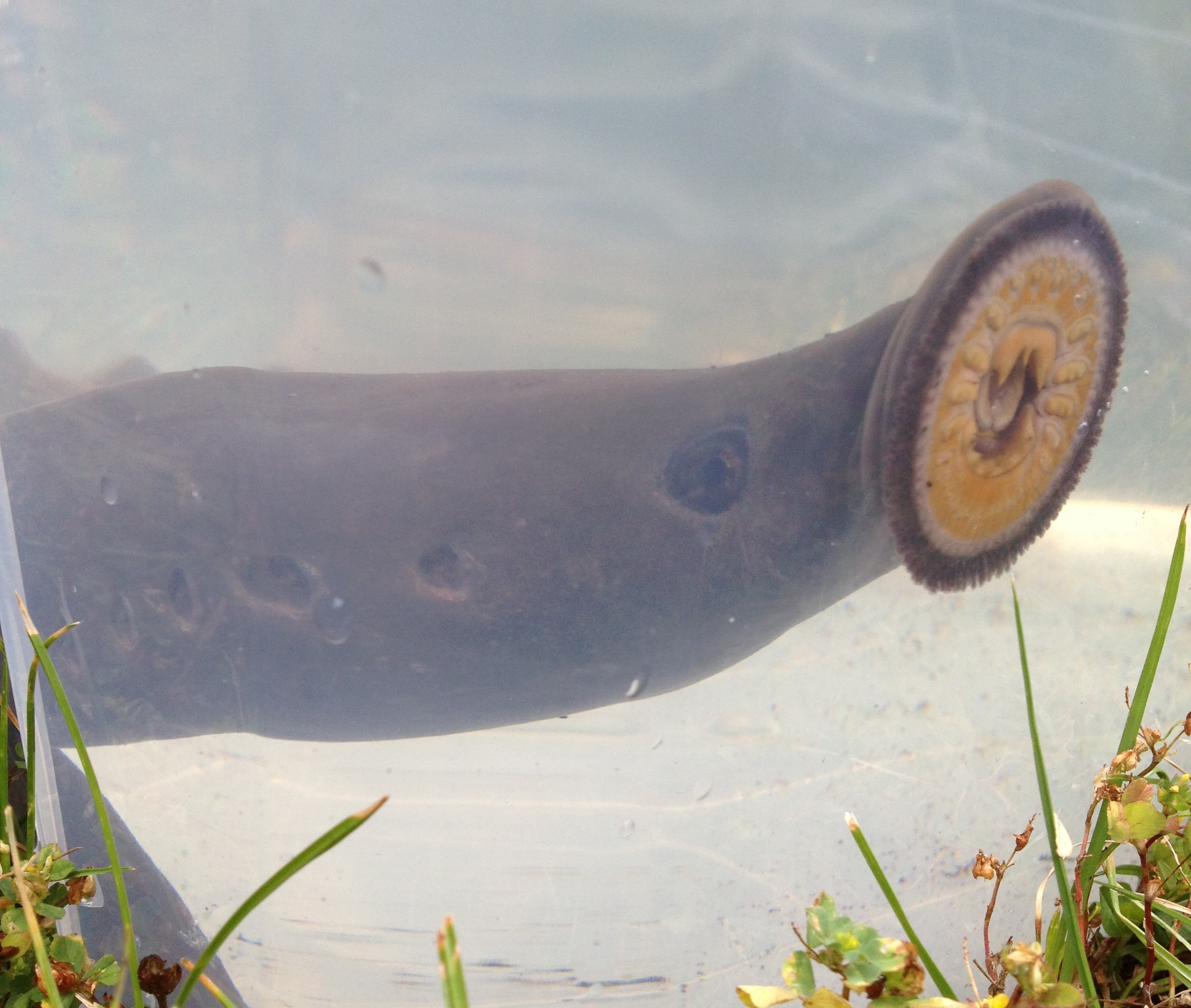 Cow Creek Umpqua Tribe Partners with U.S. Geological Survey on Lamprey Workshop