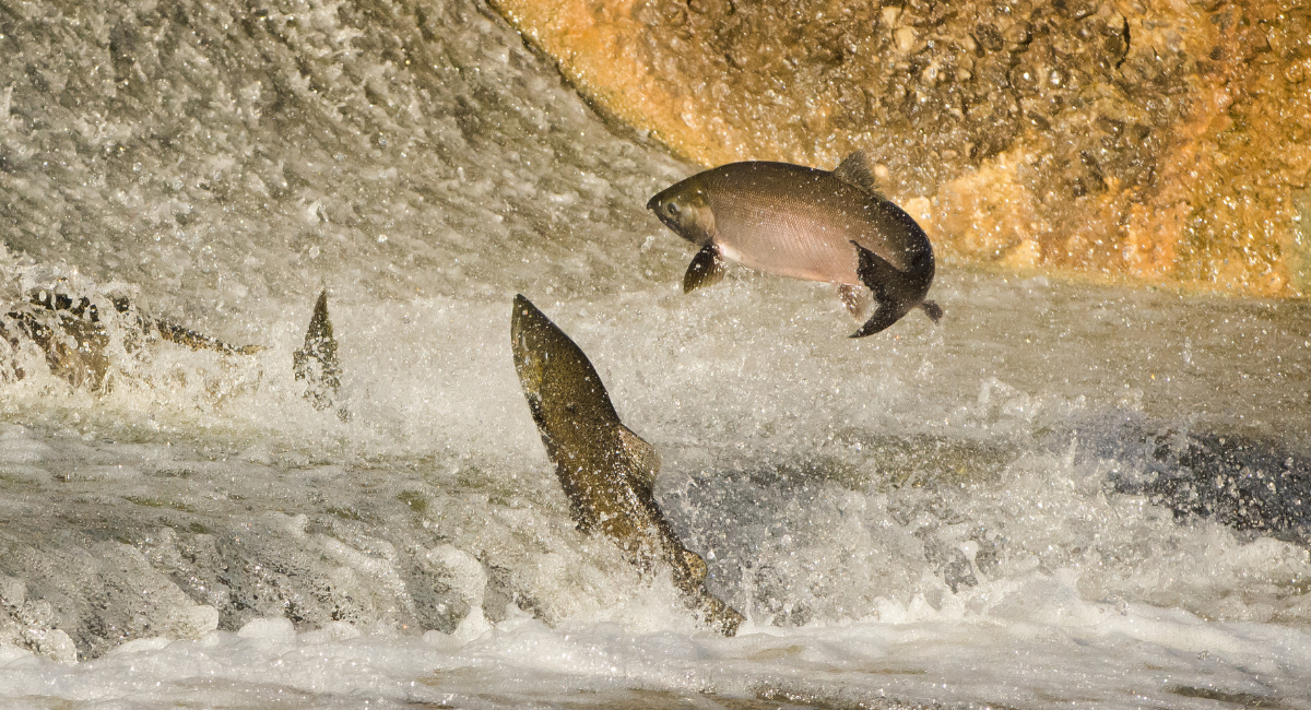 Chinook Fishing on the McKenzie River Closed Through the End of 2024