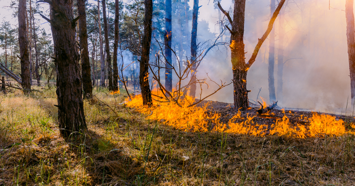 The Douglas Forest Protective Association officially ended fire season on October 21. The end of fire season means that all Public and Industrial Fire Restrictions implemented through DFPA have been removed.