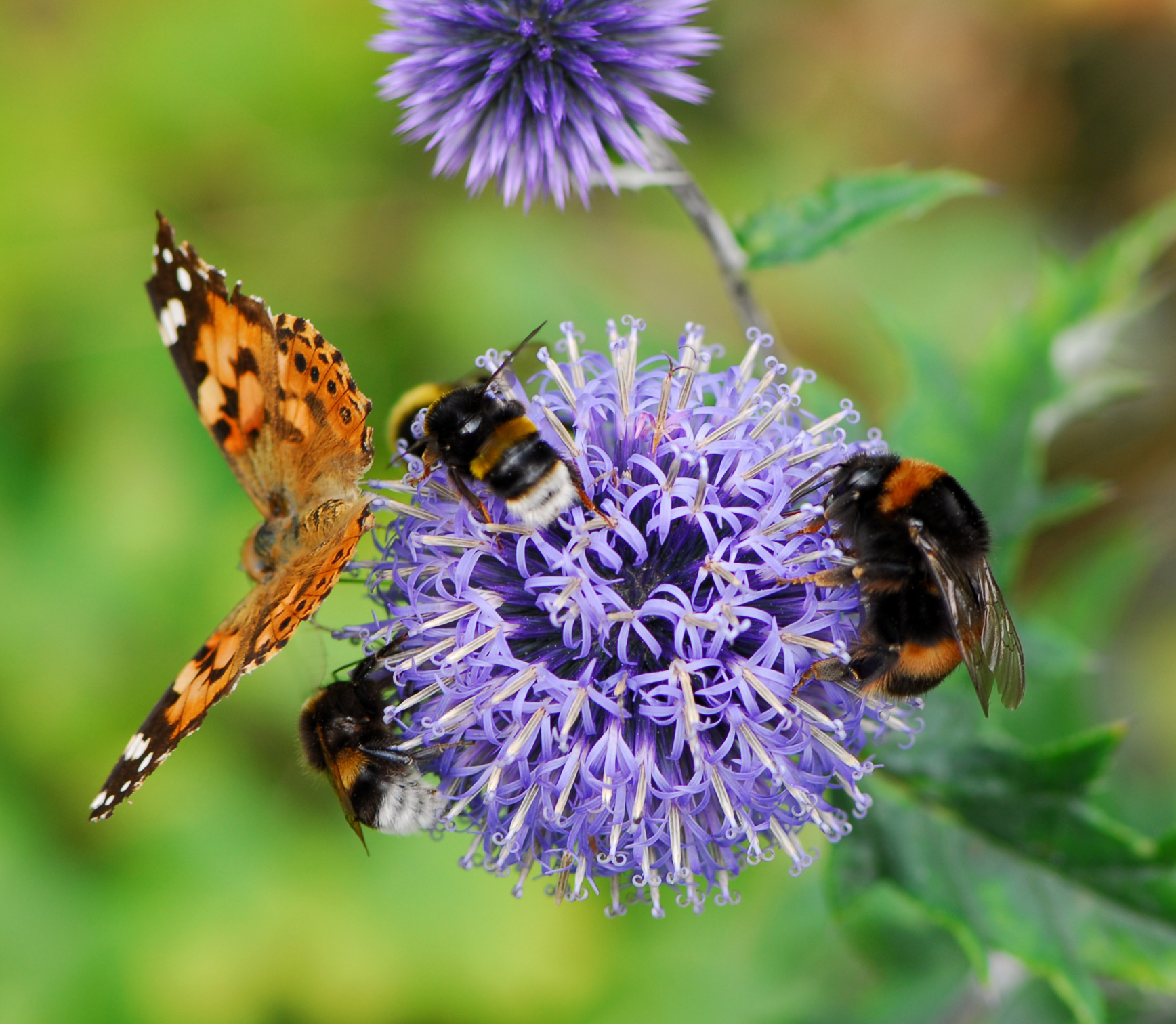 A land rich with pollinators is vital to every meal, both plant-based and animal-based.